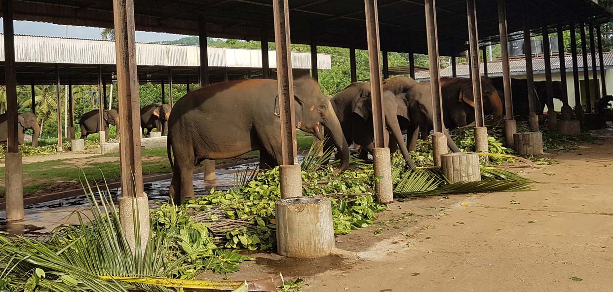 Alimentar-elefantes-estancia-solidaria-Tailandia-Sri-Lanka