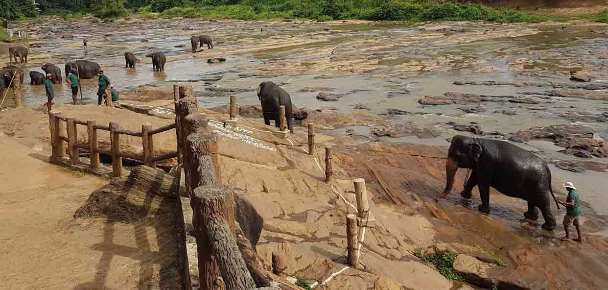 Cuidado-elefantes-tailandia-ODS-Conservacion-natural
