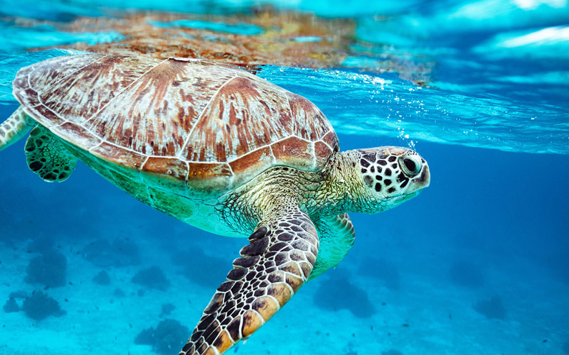 Bali Indonesia. Conservación tortuga marina. Estancia solidaria. Voluntariado con tortugas.Inmersión cultural. Turismo responsable. Turismo sostenible.