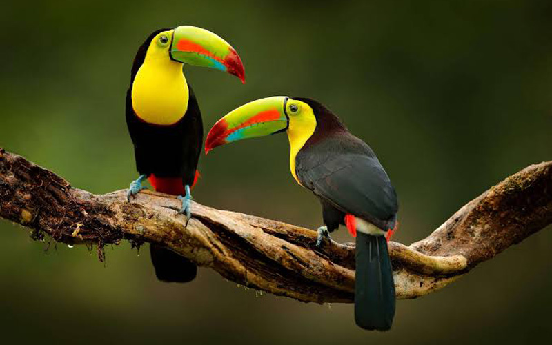 costa rica. voluntariado animales. inmersion cultural. turismos responsable. mochilero. voluntariado en familia