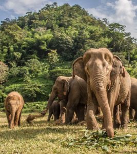 tailandia turismo responsable santuario elefantes. turismo sostenible. inmersión cultural